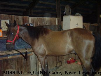 MISSING EQUINE Gabe, Near Lewisburg, TN, 37091